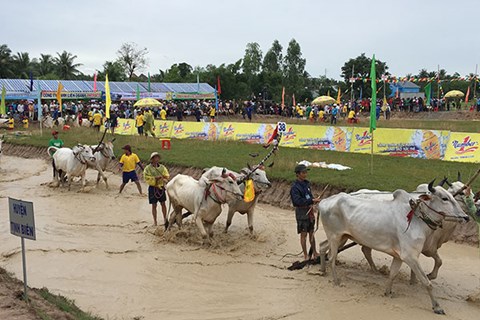 Nước tăng lực Number 1 tài trợ Hội đua bò Bảy Núi tranh Cúp Truyền hình An Giang năm 2017