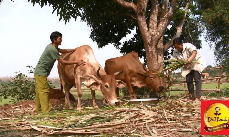 Câu chuyện thoát nghèo của một gia đình ở vùng đất Tây nguyên
