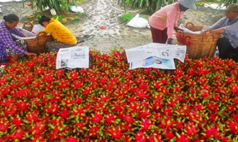 Thịt heo đắt đỏ, thanh long “rẻ thối” và chuyện buồn dài tập của nông sản Việt