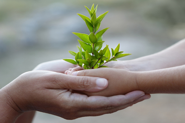 Ý tưởng như hạt mầm, phải gieo nơi đất tốt và phù hợp