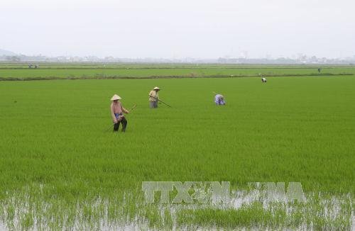 Phải thay gạo bằng khai thác thủy sản có giá trị cao ở ĐBSCL