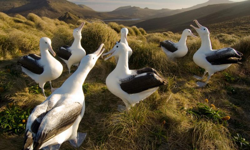 Có một New Zealand nguyên sơ và thanh bình