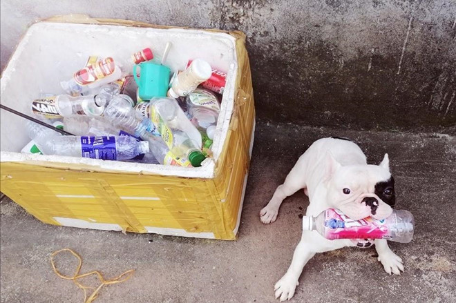 Chú chó ở Hà Nội ‘đam mê’ gom nhặt chai, lọ cũ