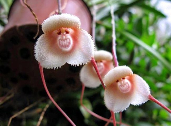 20 loài hoa độc đáo có hình dáng kì lạ hiếm gặp trên thế giới