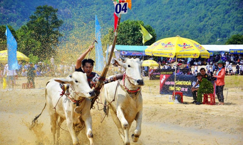 Tưng bừng Lễ hội đua bò Bảy Núi cùng Number 1 Cola