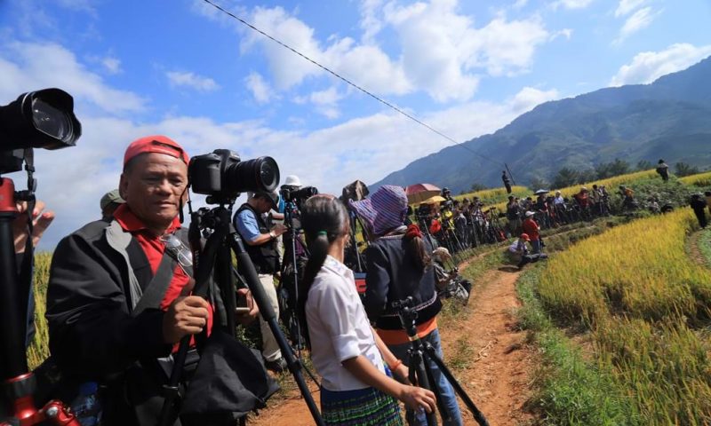 Săn… vàng trên Mù Cang Chải