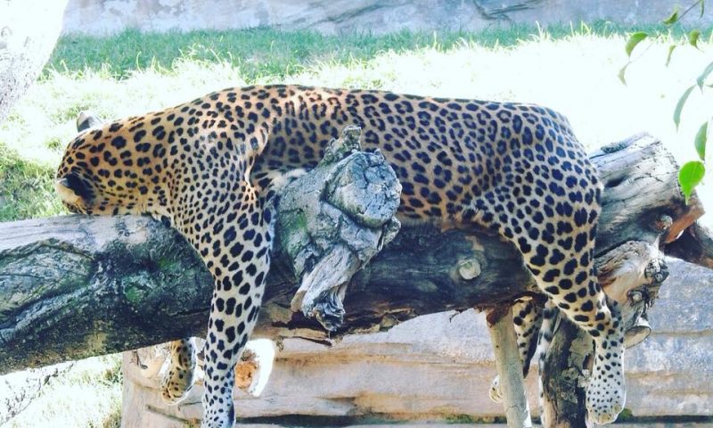 Kỳ thú thế giới động vật ở Valencia Bioparc