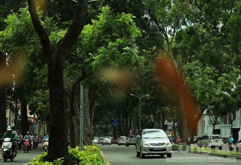 Cây xanh và máy lạnh