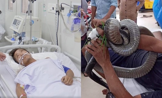 Chuyện người bị rắn cắn và gói hỗ trợ đợt 2