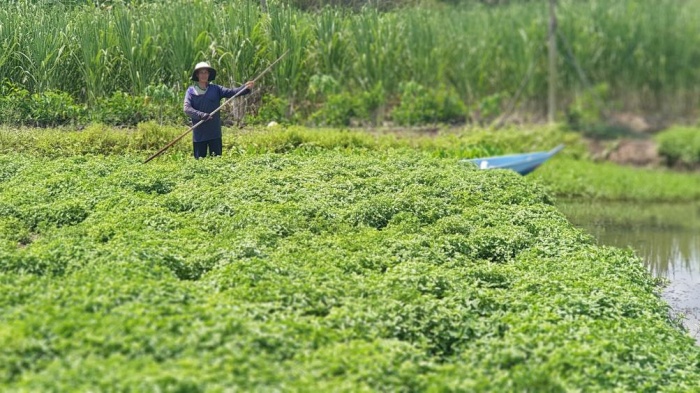 Khám phá “thủ phủ” sương sáo tại miền Tây