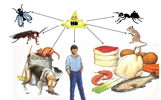 Làm gì khi bị ngộ độc thực phẩm?