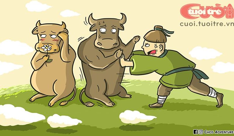 Ngưu Lang và con bò ngu đần